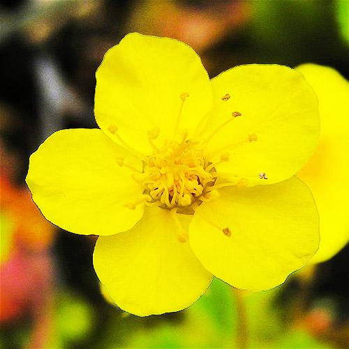 Вальдштейнія Florium Ternata (8006)