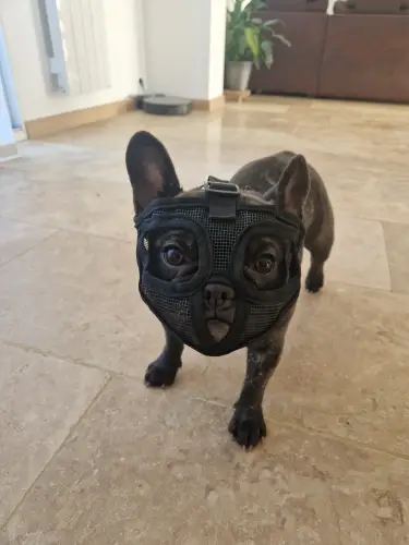 Намордник для собак брахицефалов S Черный (1892961622) - фото 3 Намордник для собак брахицефалов S Черный (1892961622) - фото 3