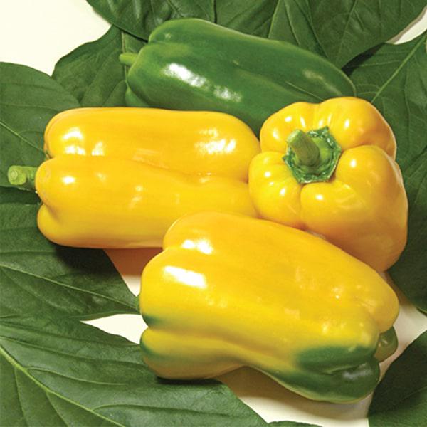 Семена Перец сладкий Джемини F1 ТД Гекса-Украина 01-20-004 1000 шт. (IR01344)