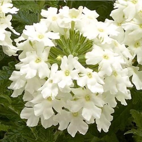 Семена цветов Вербена Obsession Cascade White Syngenta 100 шт. (BN08422-2)