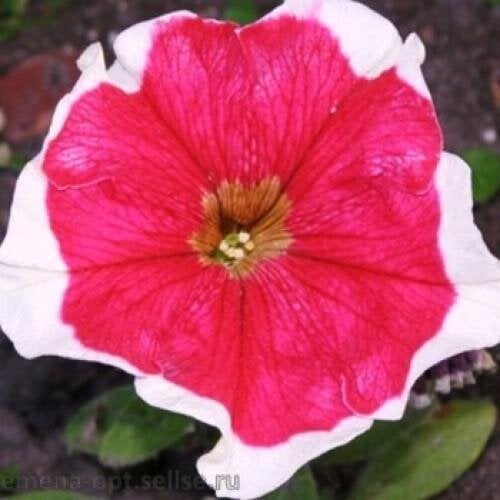Семена цветов Sakata Петуния крупноцветковая Hulahoop Rose 250 шт. (BN11845-2)