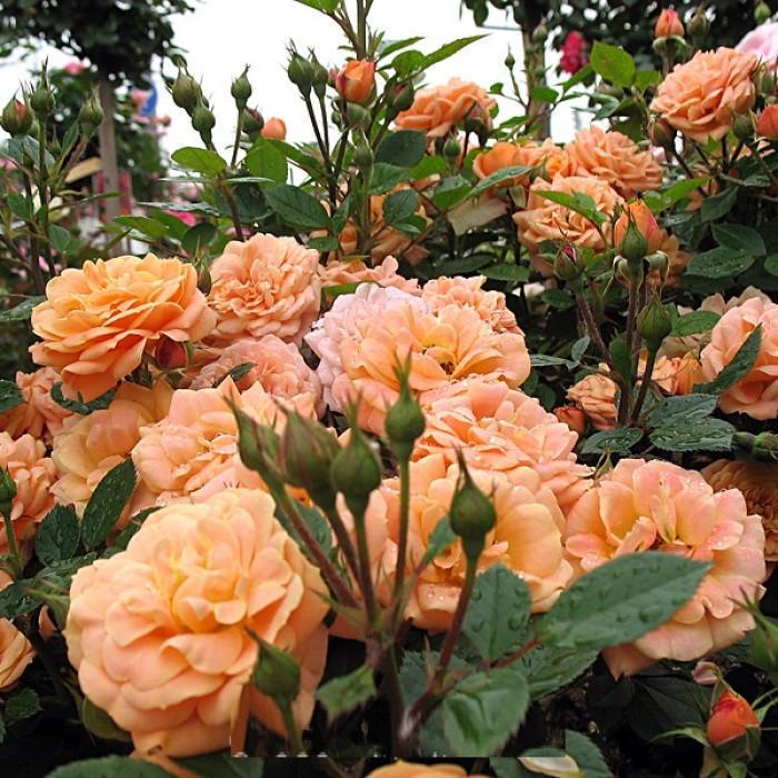 Роза Velet Apricot Clementine Октябрь на штамбе (2558767330)