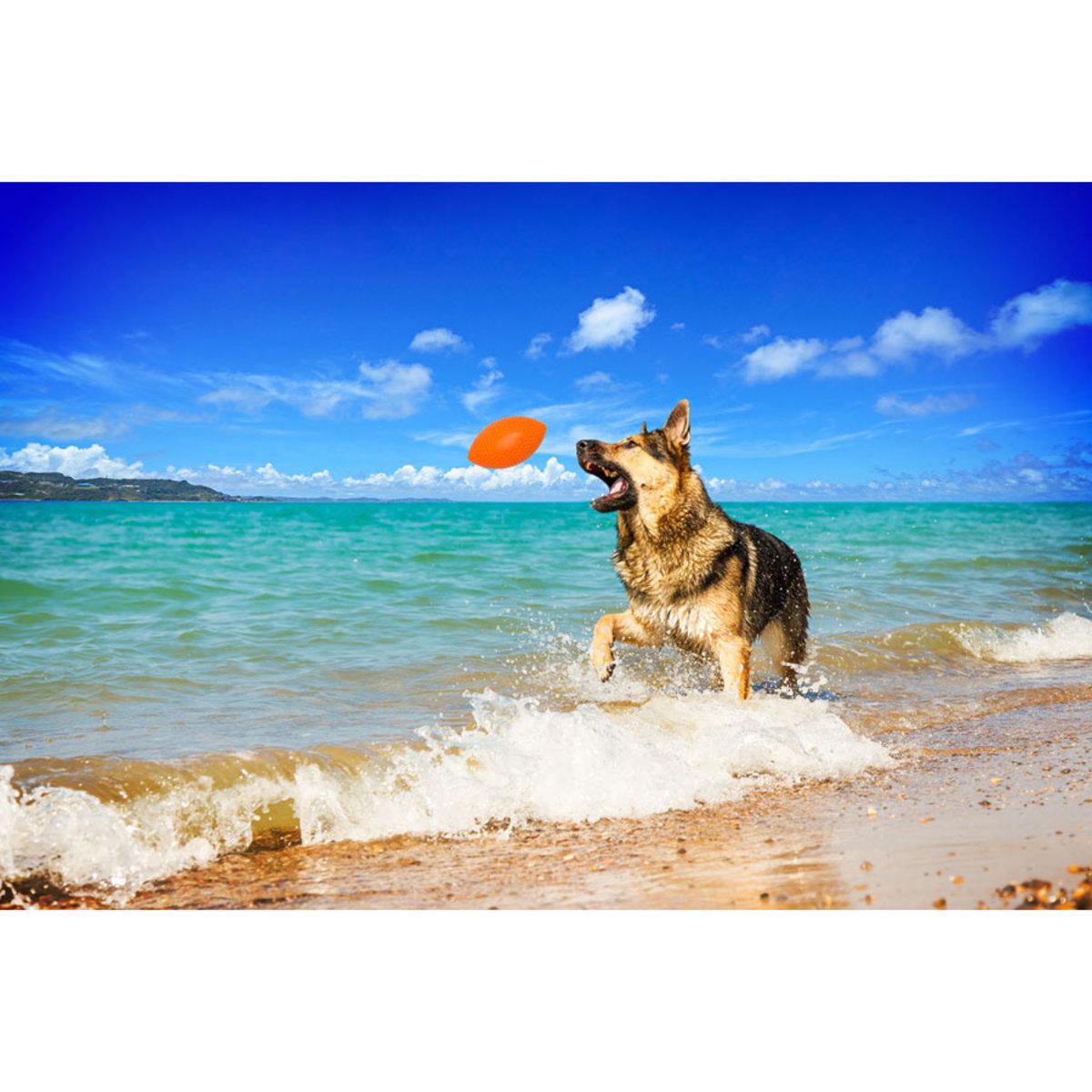 Ігровий м'яч для апортировки PitchDog D 9 см Помаранчевий (25881229) - фото 4 Ігровий м'яч для апортировки PitchDog D 9 см Помаранчевий (25881229) - фото 4