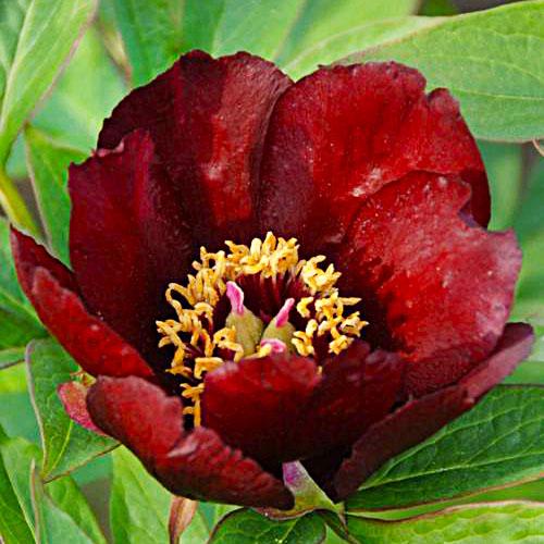 Пион Florium ITOH Lafayette Escadrille (18208)