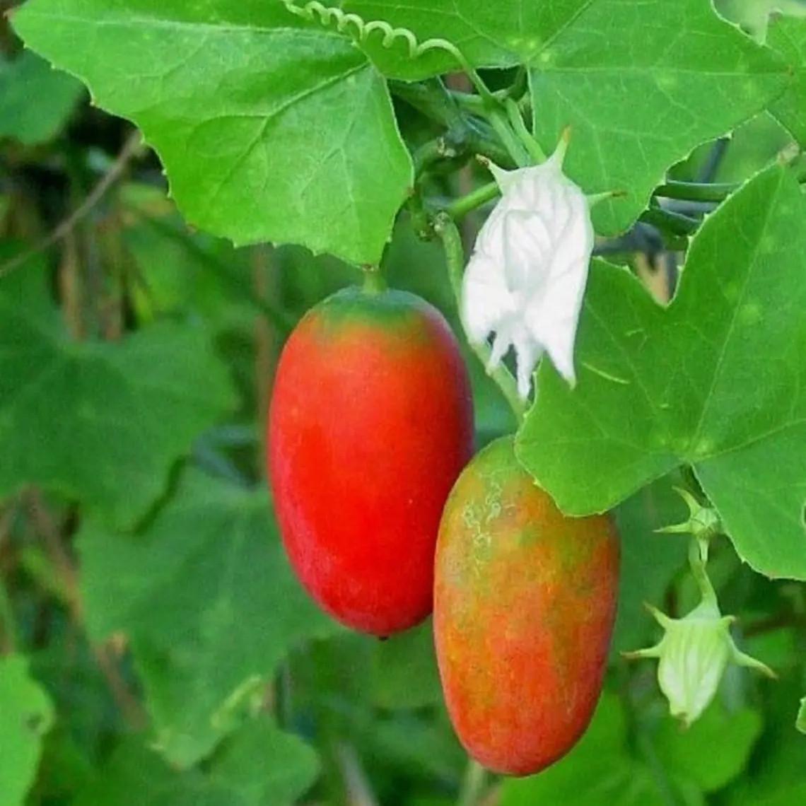 Насіння Кокцинія велика Coccinia grandis 5 шт. (2531856769)