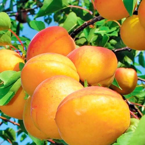 Саджанець Абрикос Водолій літній сорт середній термін дозрівання (178182)