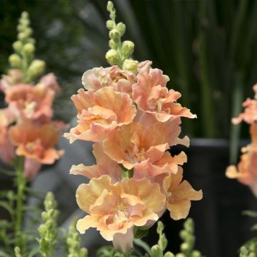 Семена цветов Hem Genetics Львиный зев Twinny peach 500 шт. (BN09156-2)