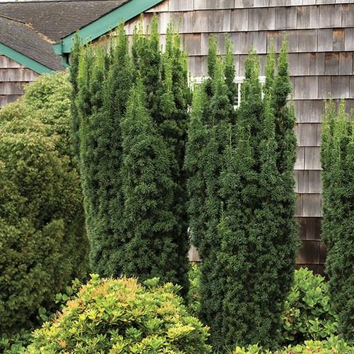 Саженец Тиса среднего Хикси Taxus media Hicksii Р9 (18297003)