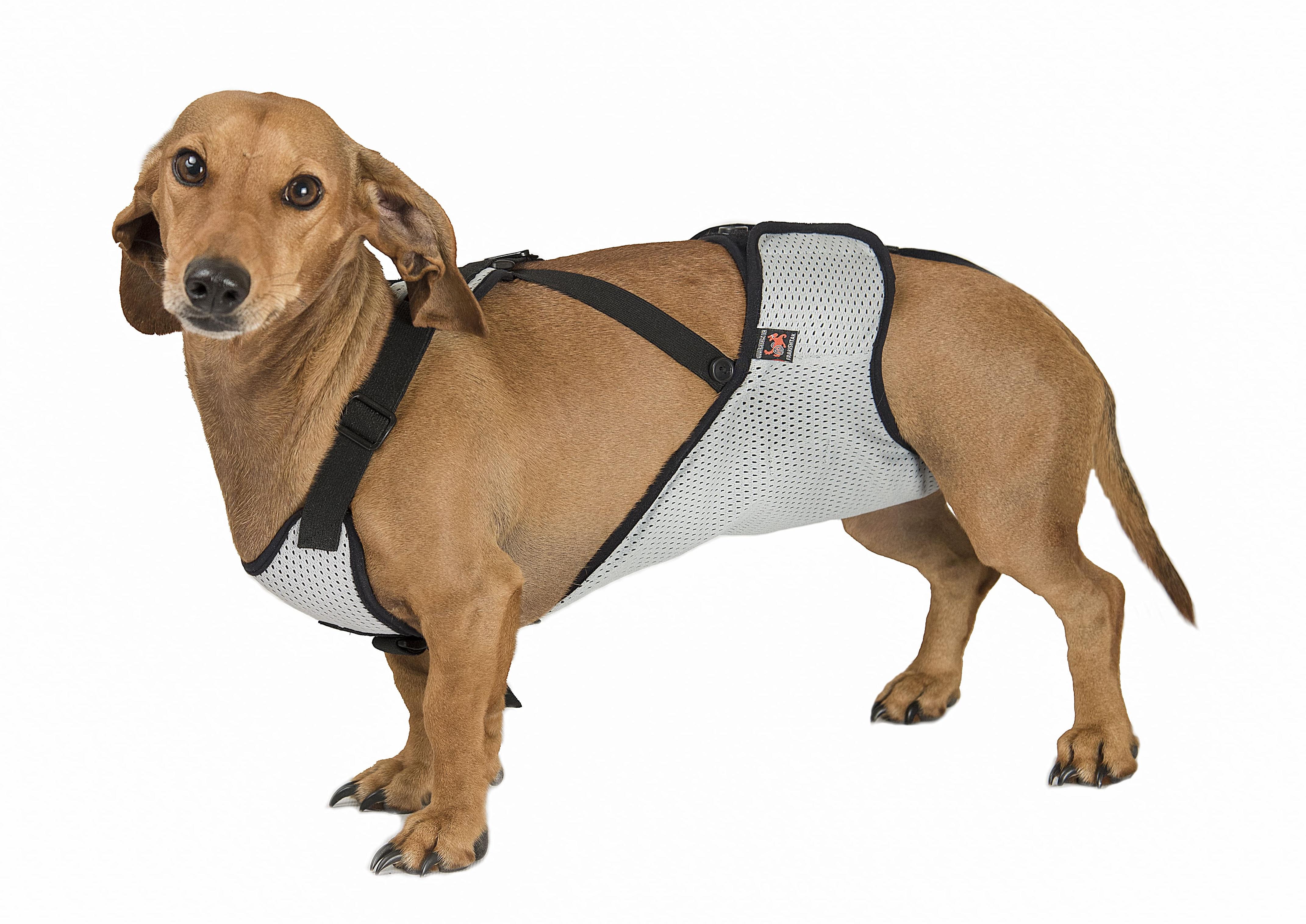 Труси Frakishtak для кобелів S Сірий (28078553) - фото 2 Труси Frakishtak для кобелів S Сірий (28078553) - фото 2