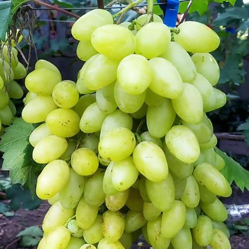 Саженцы винограда Белая Надежда черенкованный 2-летний (6938)