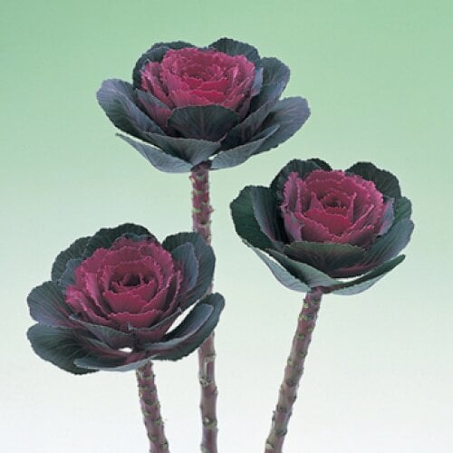 Семена цветов Капуста декоративная Crane F1 Rose Takii seed 100 шт. (BN08701-3)