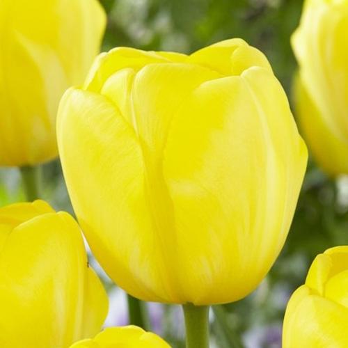 Тюльпан Florium Yellow Angel (6809)