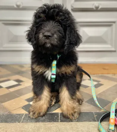 Поводок для собак короткий Max&Molly Short Leash Ducklings XS (27426408) - фото 2 Поводок для собак короткий Max&Molly Short Leash Ducklings XS (27426408) - фото 2