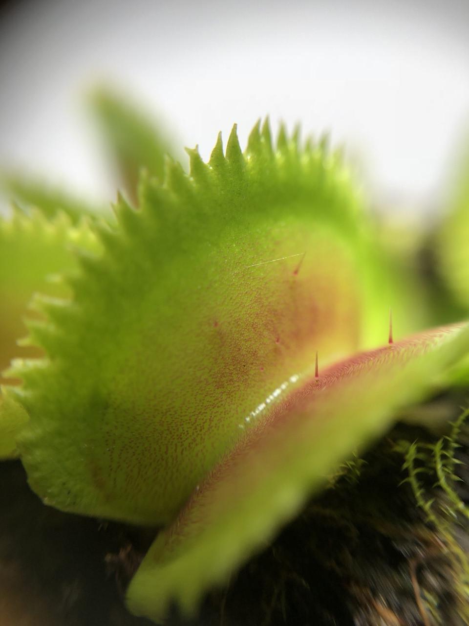 Рослини Хижак Венерина мухоловка Дентата AlienPlants Dionaea muscipula Dentate розмір M (SUN0018CP) - фото 5