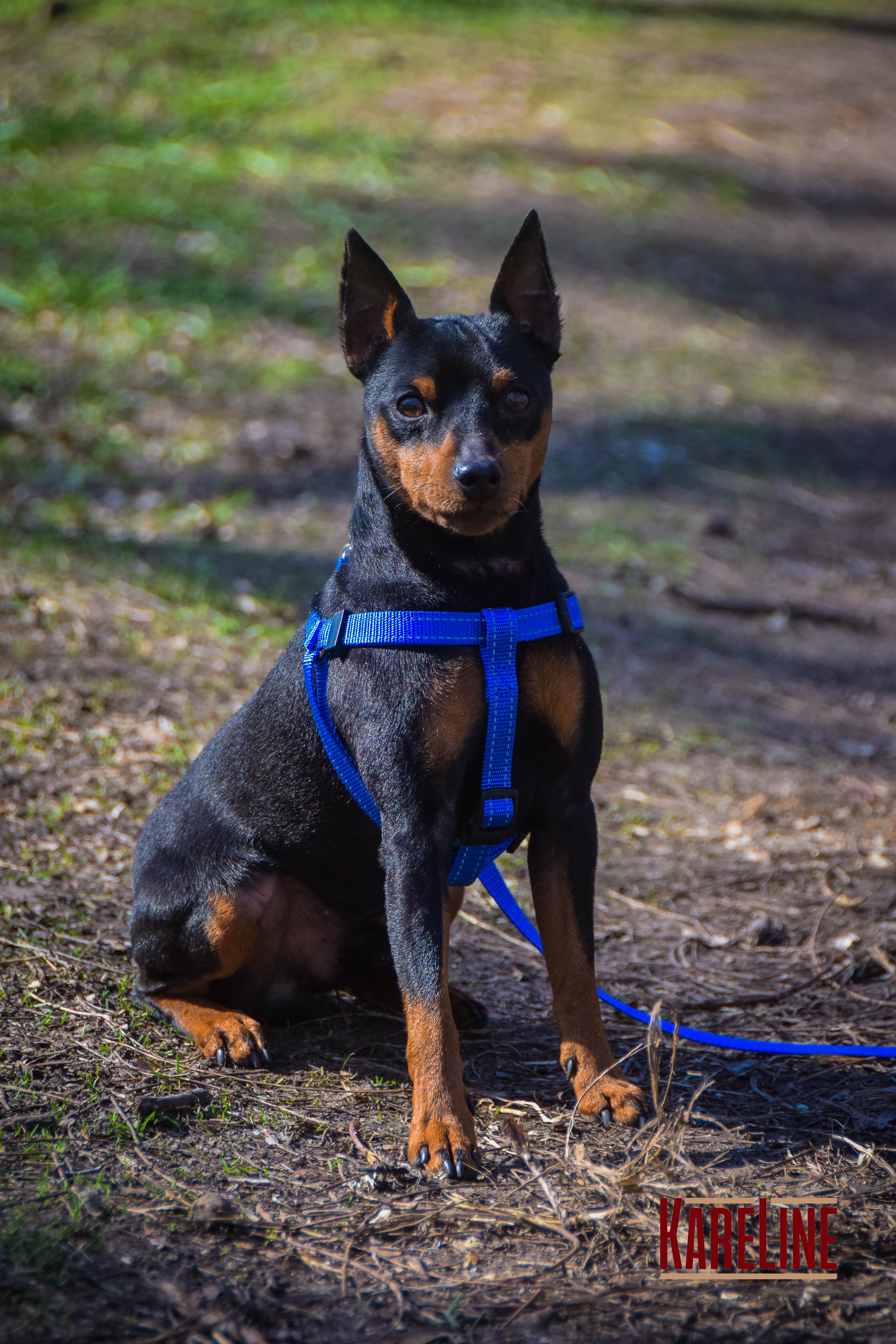 Шлея KareLine из нейлона с пластиковой пряжкой 10 мм А:240-300 мм В:260-400 мм Синий (0861/7) - фото 7