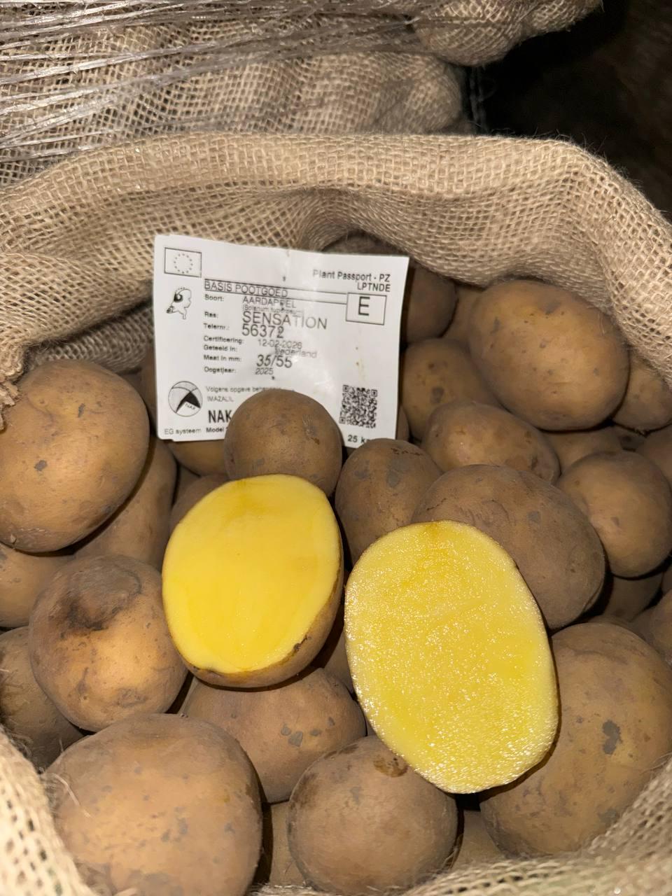 Семенной картофель Сенсейшн Елита 25 кг (33038005)