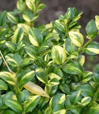 Саженцы самшит Аureovariegata в горшке 0,5 л