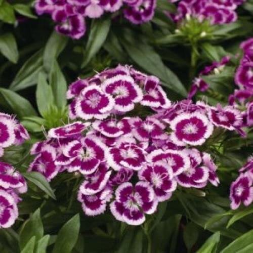 Семена цветов Гвоздика Бор Syngenta Barbarini F1 Purple Picotee 100 шт. (BN02988-3)