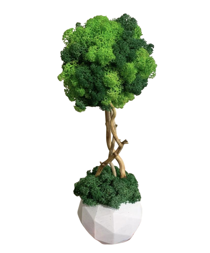 Дерево Бонсай зі стабілізованим мохом (32544658)