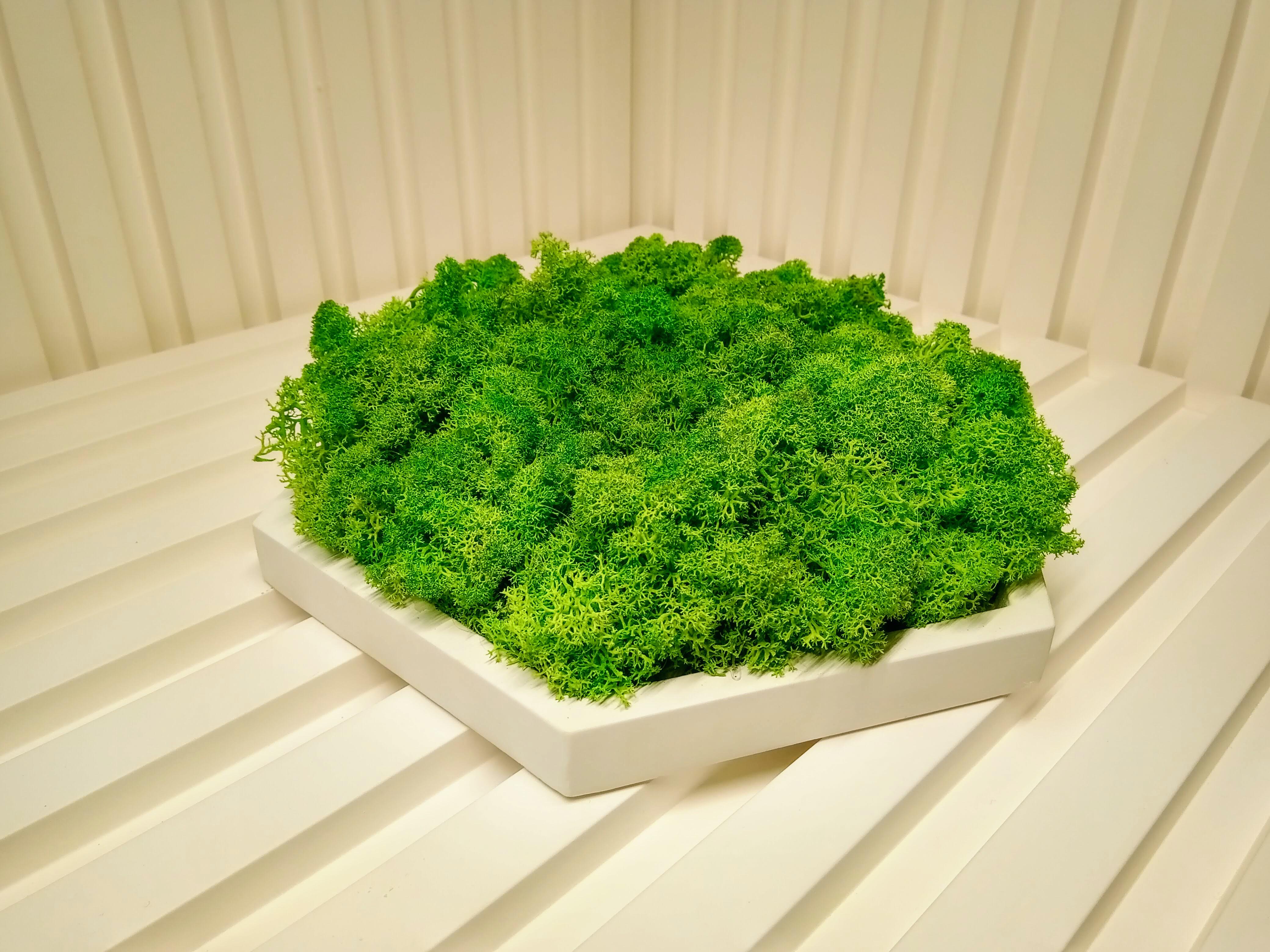 Панель гипсовая 3D Соты со стабилизированным мхом (1063) - фото 2 Панель гипсовая 3D Соты со стабилизированным мхом (1063) - фото 2