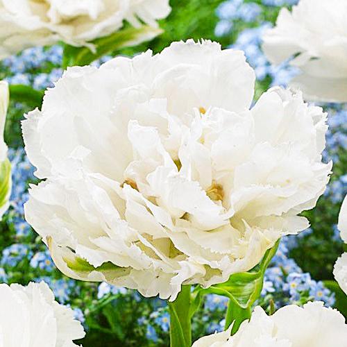 Тюльпан Florium Grobina (8153)