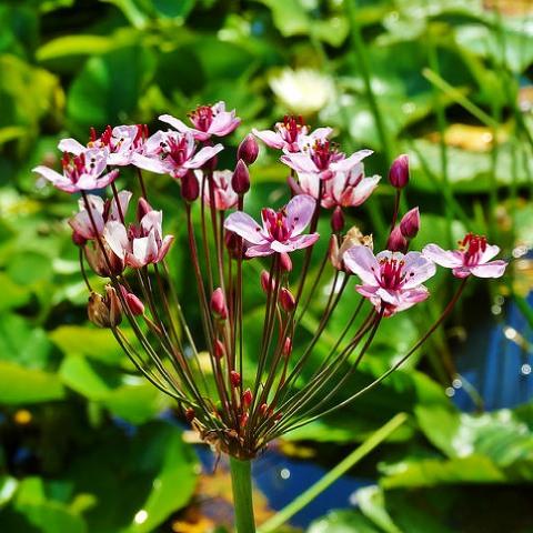 Сусак зонтичный Schneeweisschen Florium