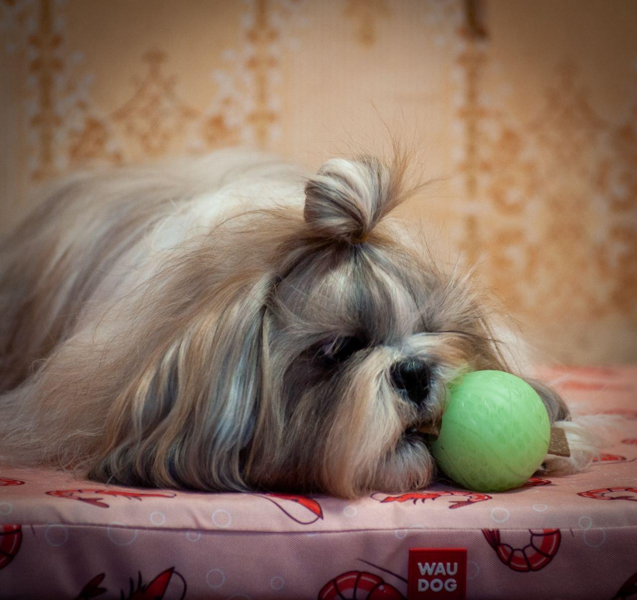Мячик светонакопительный Waudog Fun с отверстием для вкусностей 7 см (6209) - фото 9