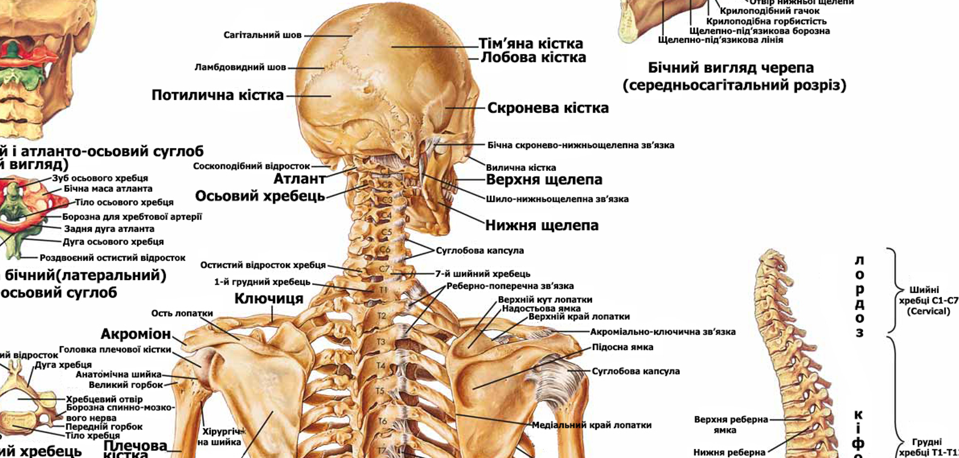 Об остеопатии