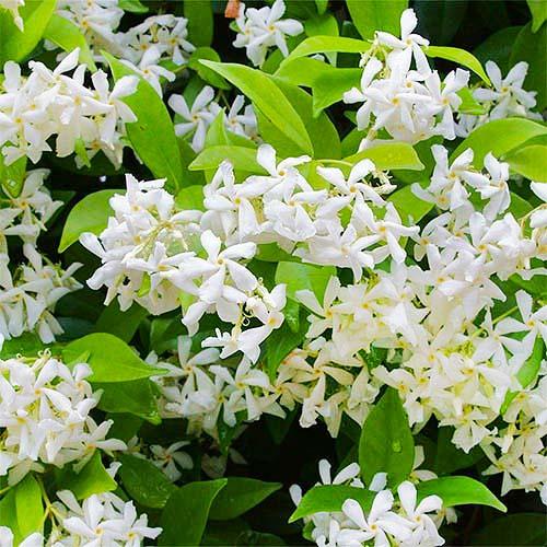 Трахелоспермум Jasminoides (14523)