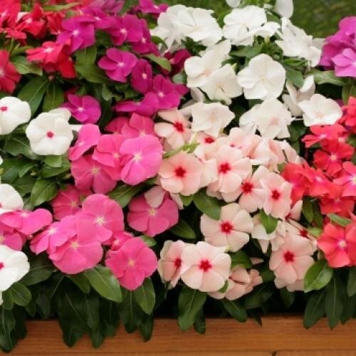 Семена цветов Катарантус Cobra Formula Mix Floranova 50 шт. (BN07572-3)