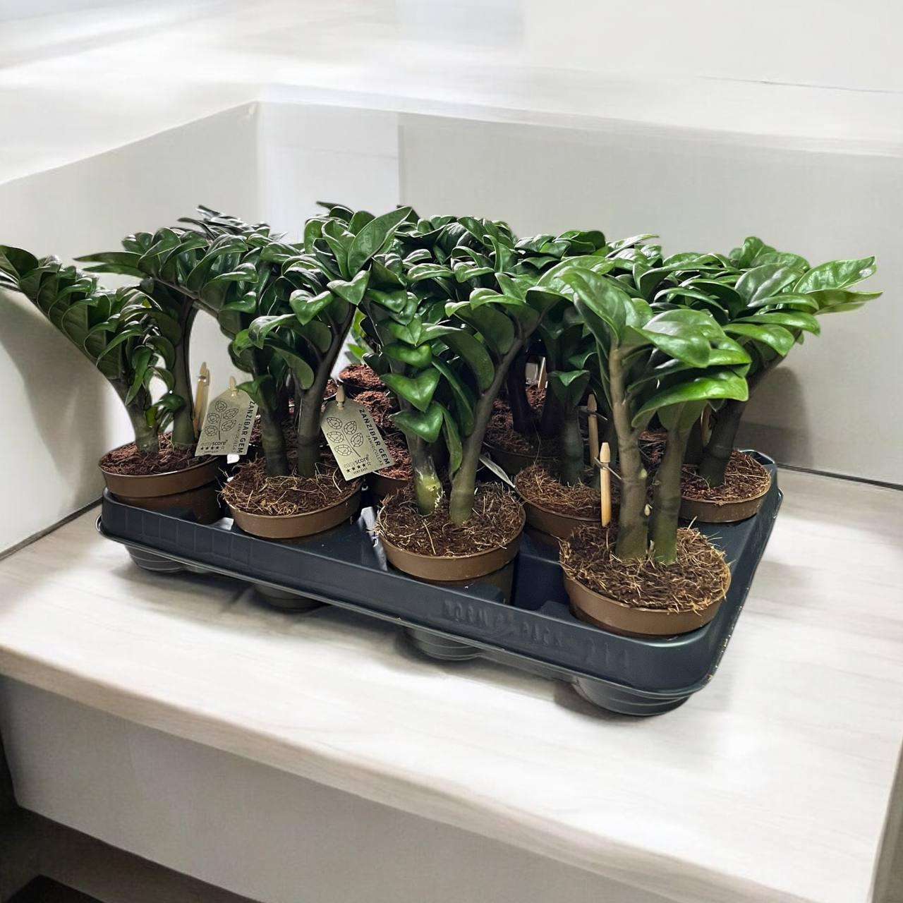 Замиокулькас Зензи 9/25 см (2681171511) - фото 2