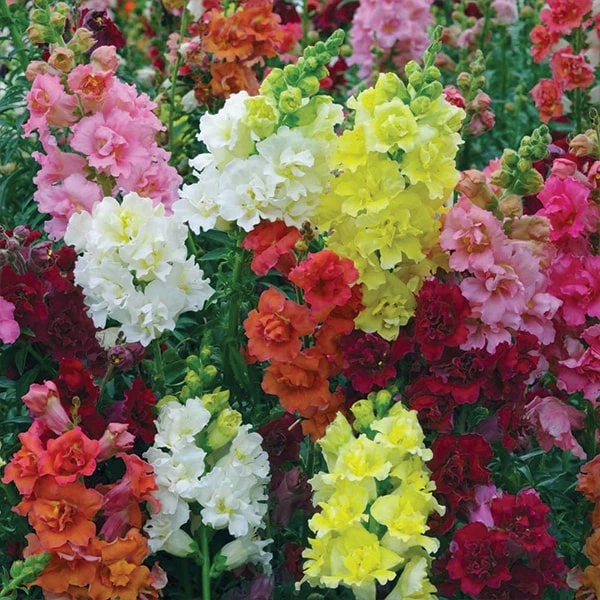 Насіння квітів Левовий зів Madame Butterfly Mix Syngenta 25 шт. (BN00067 4)