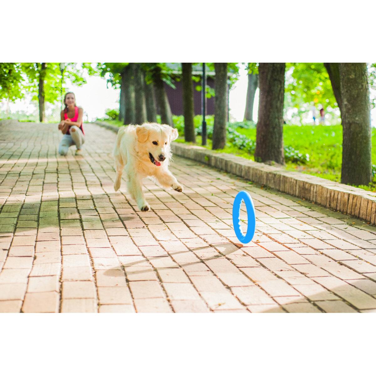 Кільце для апортировки PitchDog30 D 28 см Блакитний (25881062) - фото 8