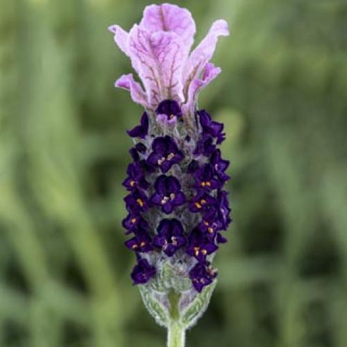 Семена цветов Лаванда Стехадская Castilliano 20 Lilac Syngenta 50 шт. (BN08456-3)