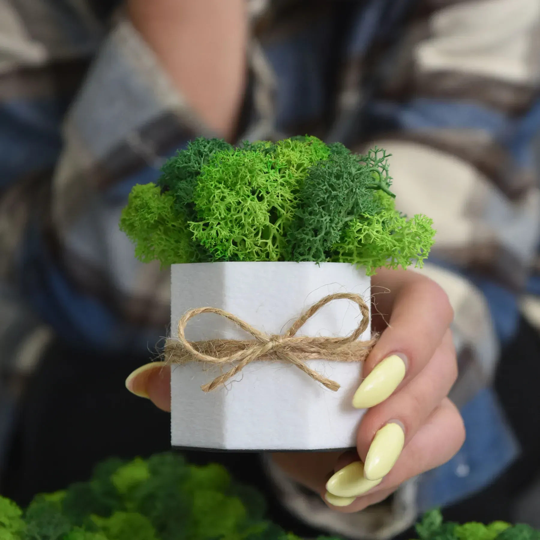 Комплект кашпо со стабилизированным мхом Ягель 2 шт. Белый/Зеленый/Салатовый (NA-B-3) - фото 3