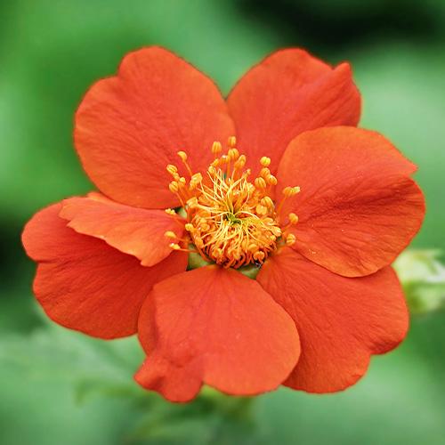 Гравилат Borisii Florium (13116)