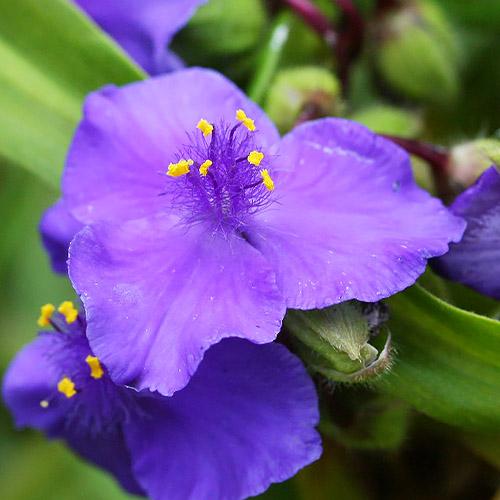 Традесканция Barbel Florium