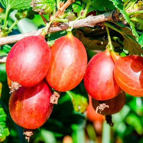 Сажанец Крыжовник Бесшипный укорененный в контейнере среднепоздний срок созревания (186136) Сажанец Крыжовник Бесшипный укорененный в контейнере среднепоздний срок созревания (186136)