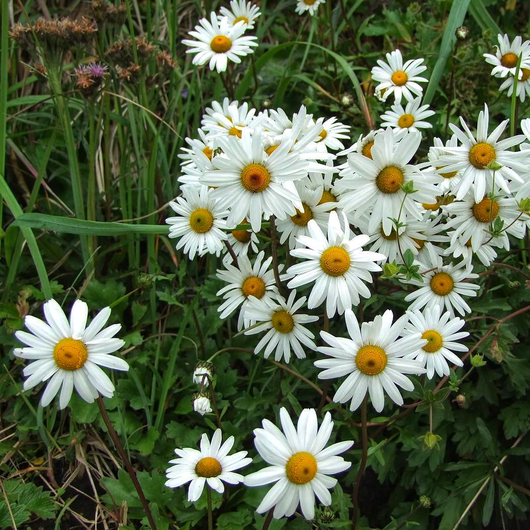Хризантема арктическая Dobrodar Chrysanthemum arcticum 5 шт. (38286802)