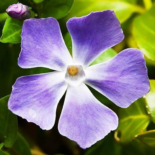 Барвинок Major Florium (3912)