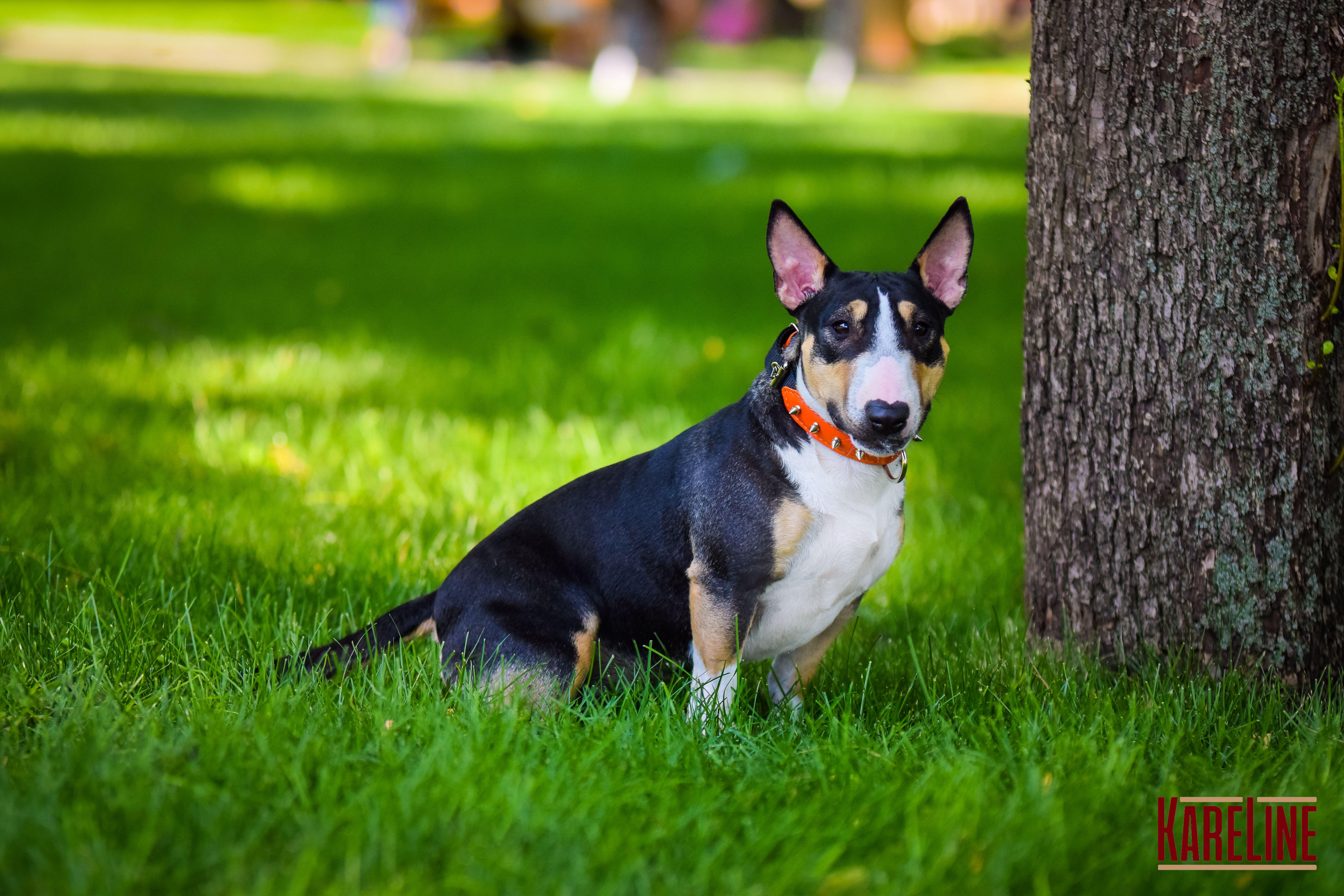 Ошейник KareLine и натуральной кожи с заклепками 25 мм 370-440 мм (6603/11) - фото 6