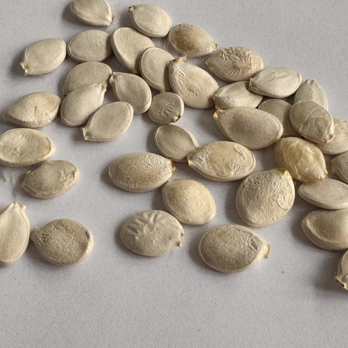 Семена Тыква мини Тюрбан для декора турецкий желудь декоративная 10 шт. - фото 7