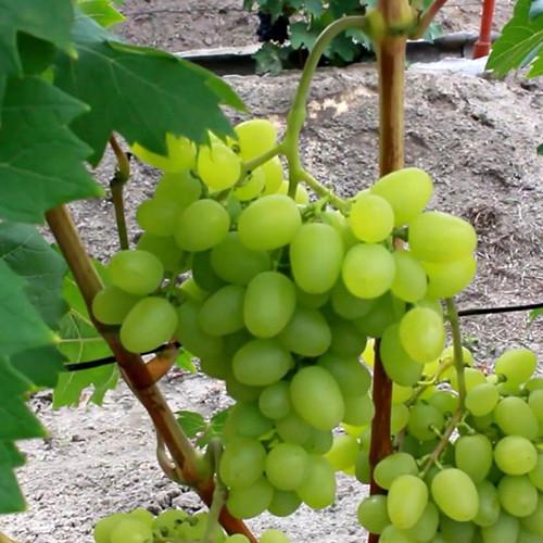 Саженцы винограда Мадонна черенкованный 1-летний (2928200866)