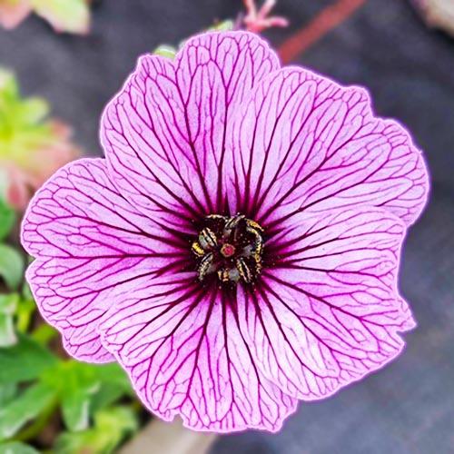 Герань Florium Ballerina (2669)