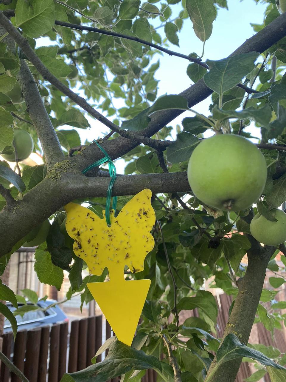 Пастка липка еко для комах Метелик двостороння (1690226444) - фото 9 Пастка липка еко для комах Метелик двостороння (1690226444) - фото 9