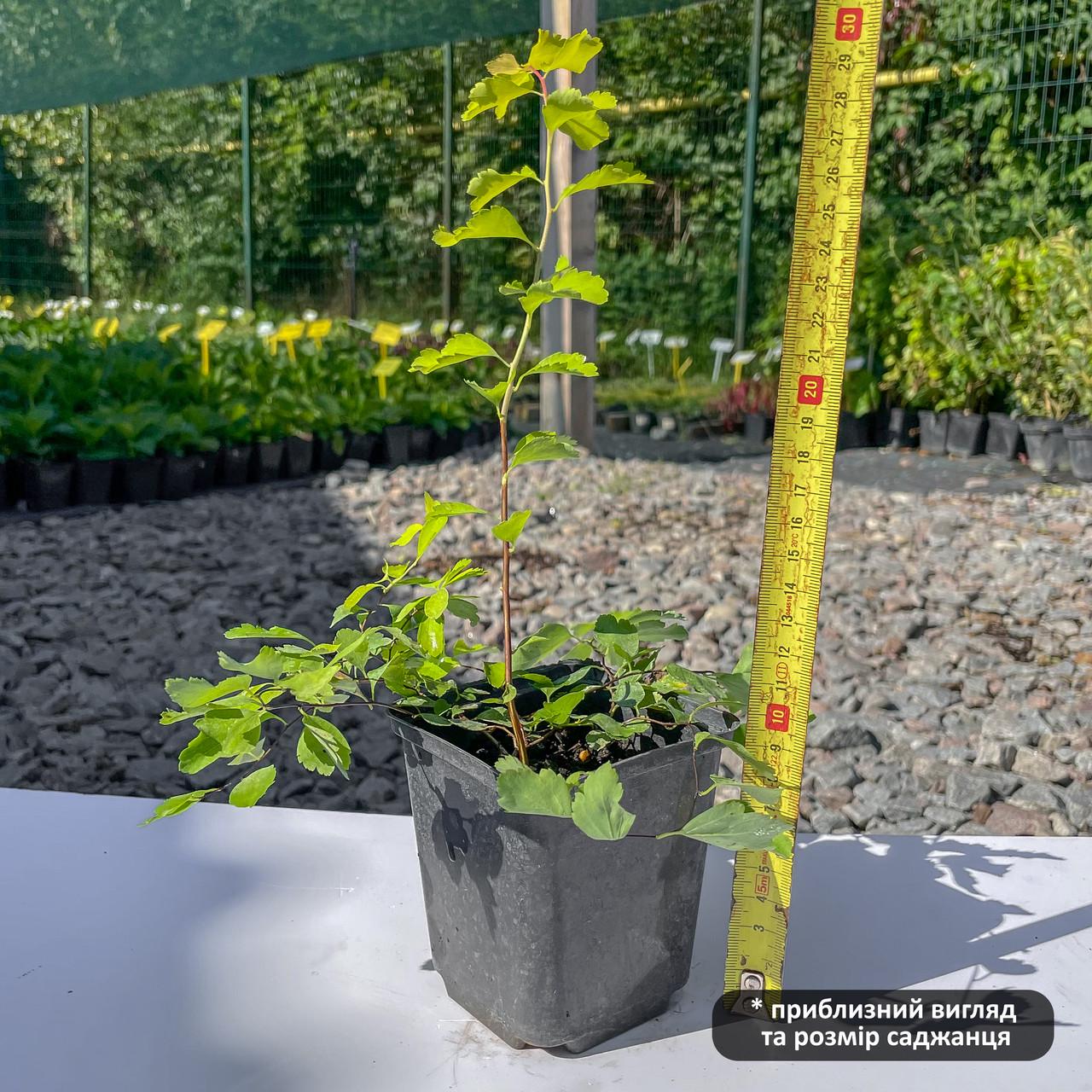 Саджанець спіреї Вангутта Голд Фонтан Spiraea Vanhouttei Gold Fountain Р9 (1526804154) - фото 2 Саджанець спіреї Вангутта Голд Фонтан Spiraea Vanhouttei Gold Fountain Р9 (1526804154) - фото 2