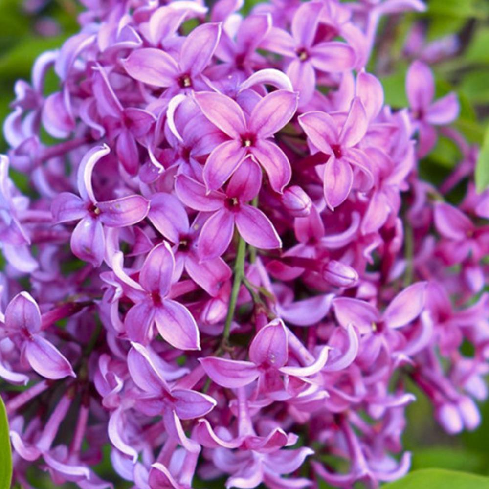 Саджанець бузку Китайська Саугеана щеплена (14965007)