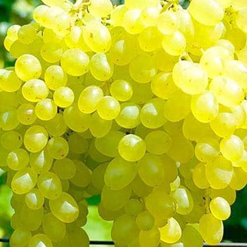 Сажанец Виноград Афродита кишмиш средне-ранний срок созревания сладкий (48706)