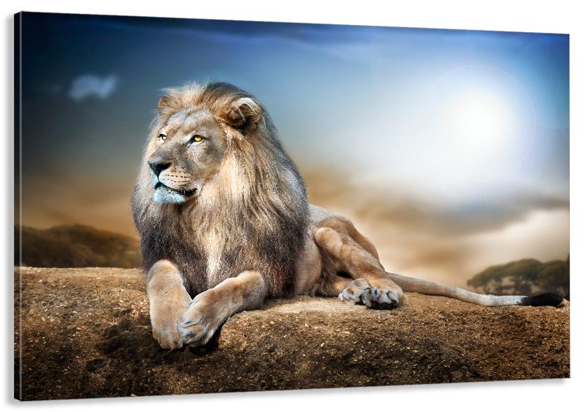 Картина на холсте в гостиную/спальню Лев 40х80 см (MLP_109)