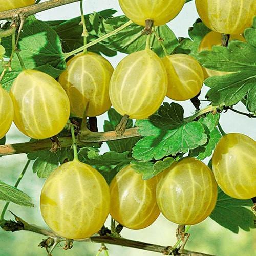 Саджанець Аґрус Василько середньо-ранній термін дозрівання (177216)